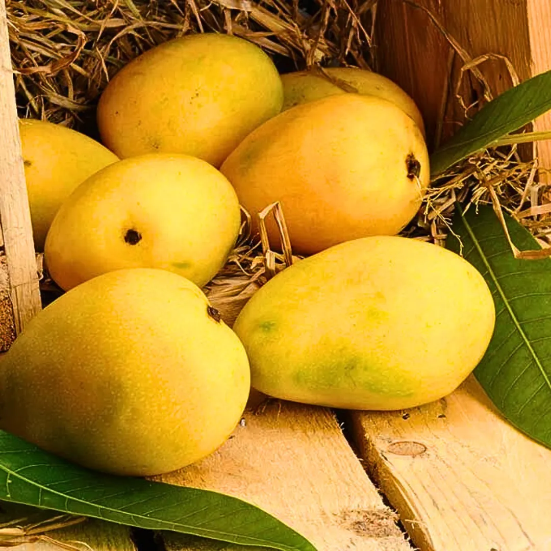 Kesar Mango